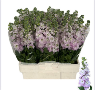 MATTH MATHILDA PINK 65cm - D