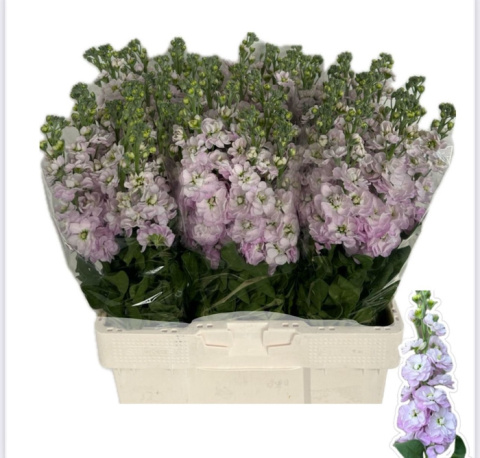 MATTH MATHILDA PINK 65cm - D