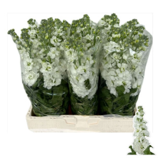 Matth Aida White 65cm - D