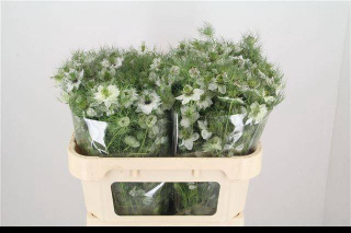 NIGE DAMASCENA WHITE OV 70cm - D