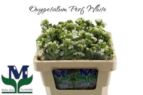 OXY CO PERF WHITE HARM 50cm - D