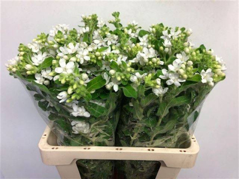 OXY CO PERF WHITE HARM Extra 60cm - D