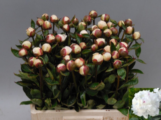 PAEO L FESTIV MAXIMA 60cm - D