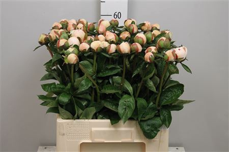 PAEO L FESTIV MAXIMA 60cm - D