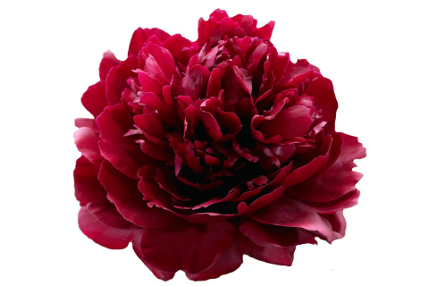 PAEO L RED SARAH BERNARD 50cm - D