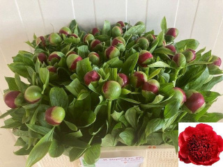 PAEONIA RED CHARM 50cm - 26DM