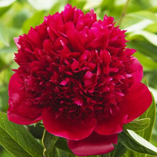 PAEONIA RED CHARM 50cm - 26DM