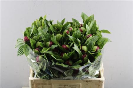 PAEONIA RED CHARM 50cm - 26DM PAEONIA RED CHARM 50cm - 26DM