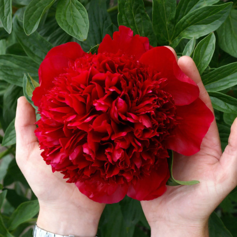 PAEONIA RED CHARM 50cm - 26DM PAEONIA RED CHARM 50cm - 26DM