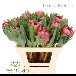 Protea Brenda 60cm - D