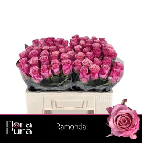 R GR RAMONDA 40cm - D