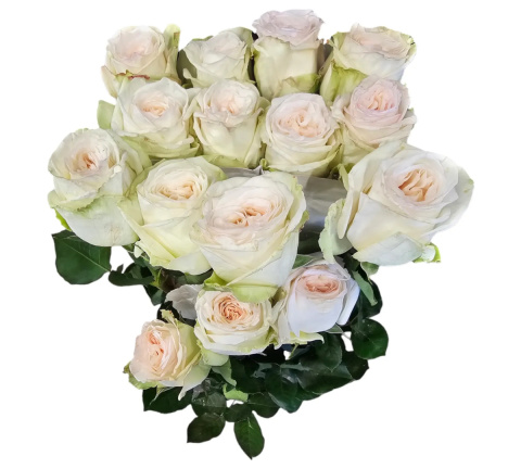 R GR WHITE O HARA 60cm - D