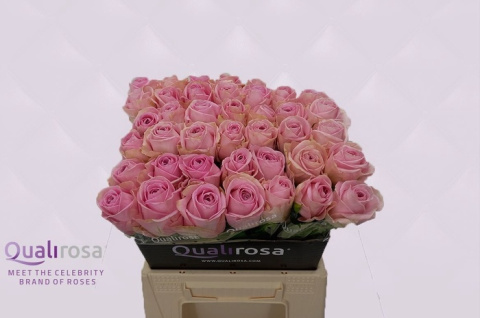 róża 40cm