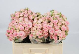 R TR BABY FOLIES 50cm - D