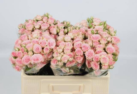 R TR BABY FOLIES 50cm - D