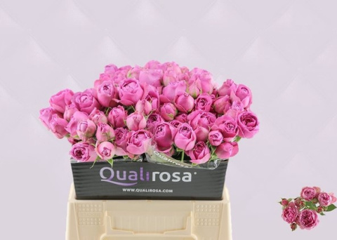 R TR MISTY BUBBLES 40cm - PROMO