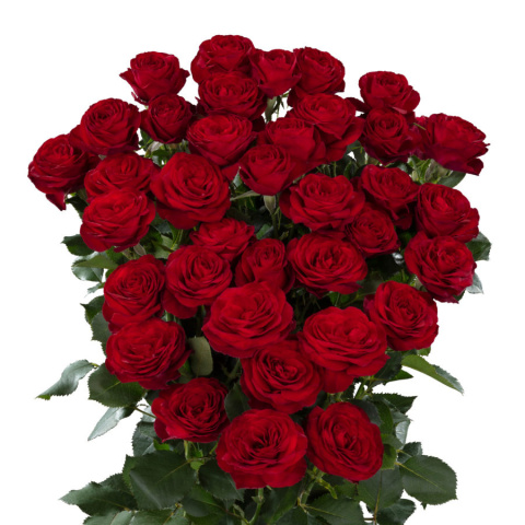 R TR RED TRENDSETTER 60 cm - D