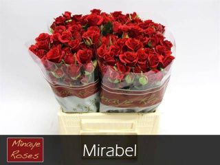 R TR Mirabel 40 cm - D