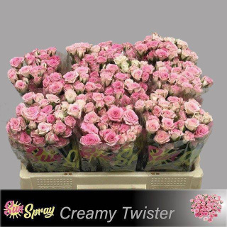 R Tr Creamy Twister 50cm - D