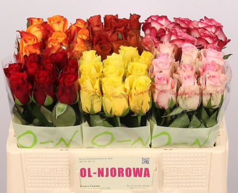 ROSA Gr MIX 50cm - 26DM ROSA Gr MIX 50cm - 26DM