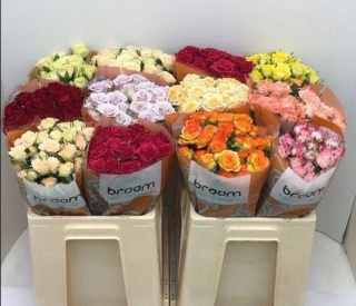 Rosa Tros MIX 50cm - 26DM