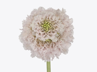 SCAB AT F VA B SCOOP 60cm - D