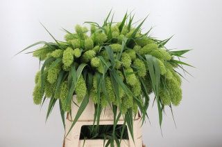 SETARIA IT VOLL MELK 80cm - D