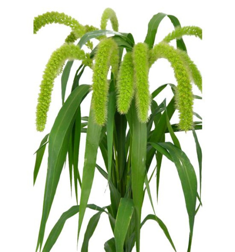 SETARIA IT VOLL MELK 80cm - D