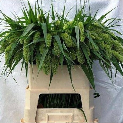 SETARIA IT VOLL MELK 80cm - D