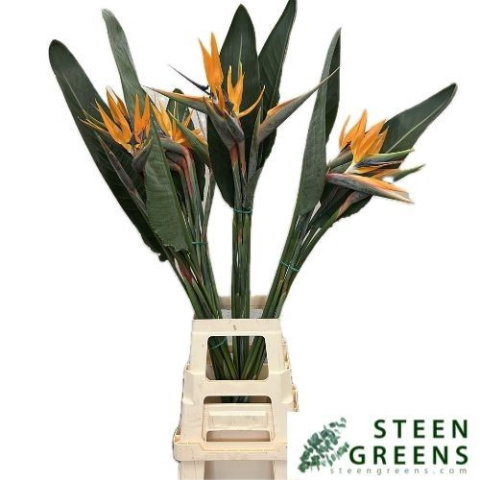 STREL REGINAE BLOEM 120cm - D