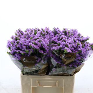 Statice Tessa Malva 60cm - D