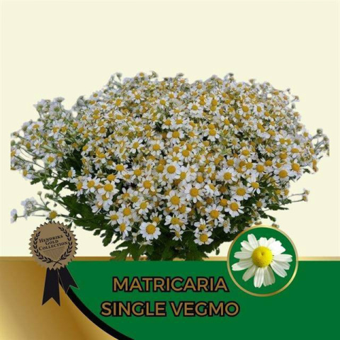 TANA PA SINGLE VEGMO 65cm - D