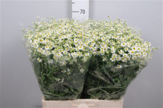 TANA PA SINGLE VEGMO 65cm - D