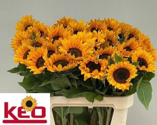 Helianthus 80cm - 26DM
