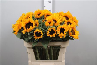 Helianthus 80cm - 26DM