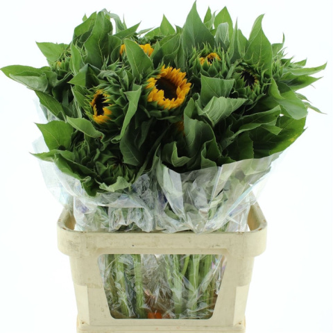 Helianthus 80cm - 26DM Helianthus 80cm - 26DM
