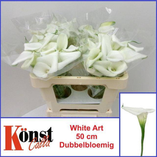 ZANT WHITE ART 50cm - D