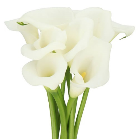 ZANT WHITE ART 50cm - D