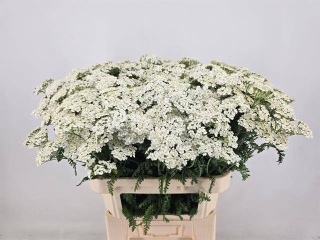 ACHIL M WHITE BEAUTY 80cm - D
