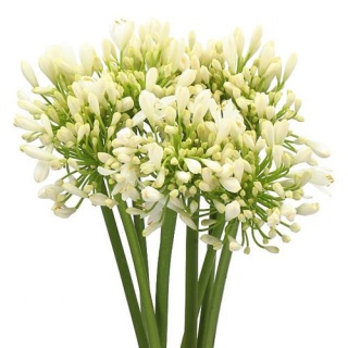 AGAP HENRYS WHITE 60cm - D