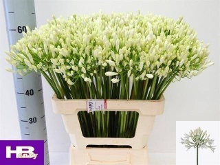 AGAP HENRYS WHITE 60cm - D