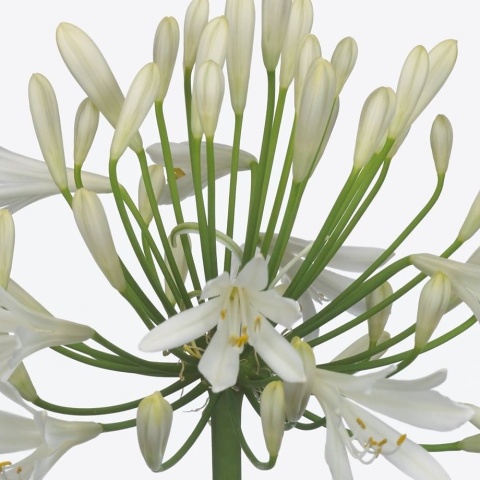 AGAP HENRYS WHITE 60cm - D