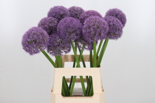 ALLIUM GLOBMASTER 70cm - D