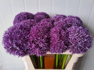 ALLIUM GLOBMASTER 70cm - D