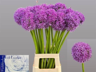 ALLIUM GLOBMASTER Extra 80cm - D