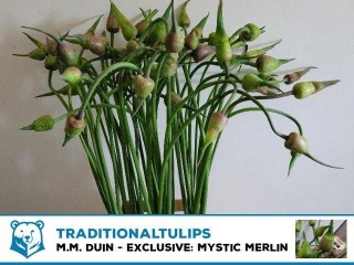 ALLIUM OV MISTIC MERLIN 85cm - D