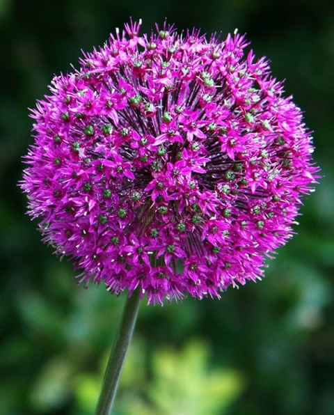 ALLIUM PINBALL WIZAR 65cm - D