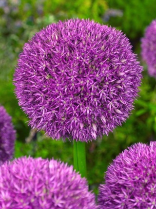 ALLIUM PINBALL WIZAR 65cm - D