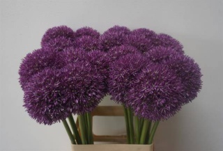 ALLIUM PINBALL WIZAR 65cm - D