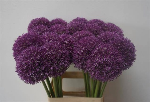 ALLIUM PINBALL WIZAR 65cm - D